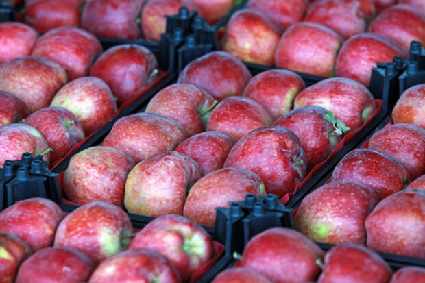 دپوی ۱۰هزار میلیارد ریال سیب در سردخانه‌ها/ هزینه بالای حمل و نقل مهمترین مانع صادرات
