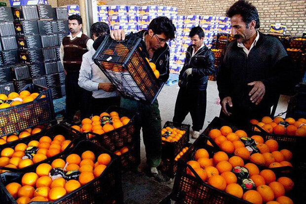پرتقال مازندران روانه بازارهای ۲۴ استان شد