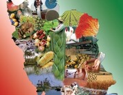 تولید ۱۱۷.۷ میلیون تن محصولات زراعی، باغبانی، دام و طیور و شیلات در سال ۹۷
