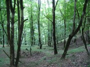 زنجان دارای ۷۳ هزار هکتار جنگل طبیعی است