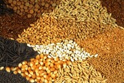 تولید خوراک دام از ضایعات کشاورزی در تبریز برای نخستین بار در جهان