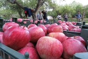 کرونا نتوانست به بازار فروش سیب دماوند خسارت بزند/فروش و صادرات ۷۰ هزار تُن طی یک ماه