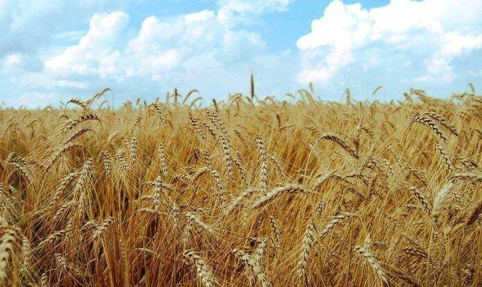 برداشت محصول استراتژیک گندم در ایرانشهر آغاز شد