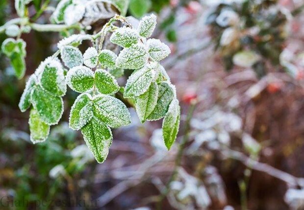 پیشگیری از سرما زدگی باغات
