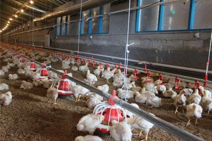 بیانیه نمایندگان مجلس در حمایت از تولید مرغ لاین آرین ایرانی