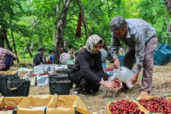 نوبرانه های باغات مازندران در راه بازار
