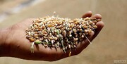 ۳۳۰ هزار تن گندم در استان قزوین برداشت می شود