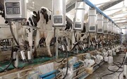 ۹۷ هزار تن شیر در استان ایلام تولید شد
