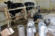 شیر تو شیر مثل حال صنعت لبنیات| سبد خرید مردم کوچک شد، سهم تولید کنندگان کوچک تر
