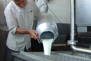 ۱۶۵ هزار تن شیر در زنجان تولید شد