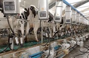 آب بندی لبنیات با گرانی شیر؛ کارخانه‌ها در آستانه تعطیلی
