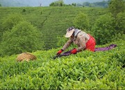 آغاز خرید تضمینی برگ سبز چای از اردیبهشت‌ماه سال جاری