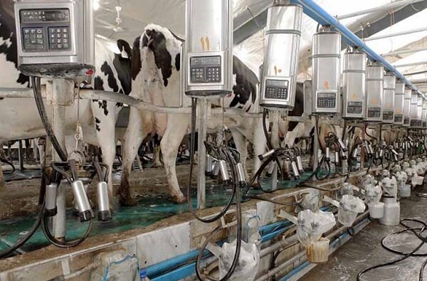پالایشگاه لبنی مازندران تشنه شیر