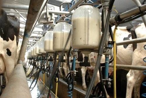 تولید کنندگان شیر پوکی استخوان گرفتند| آسیب قیمت‌های دستوری