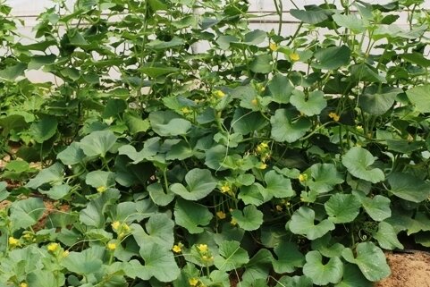 کشاورزان روستاهای بخش مرکزی دره شهر در انتظار آب