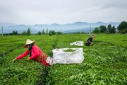 تولید ۸۰۰۰ تن چای خشک ایرانی در شمال