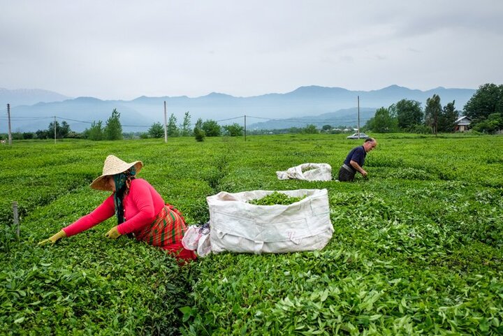  تولید ۸۰۰۰ تن چای خشک ایرانی در شمال