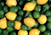 ممنوعیت صادرات لیمو شیرین و لیمو ترش