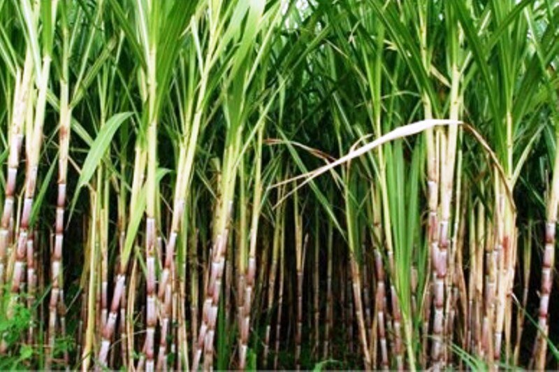 پیش‌ بینی افزایش ۵۰ درصدی تولید شکر در خوزستان