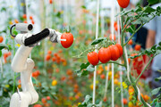 افزایش بازدهی محصول گوجه فرنگی با هوش مصنوعی