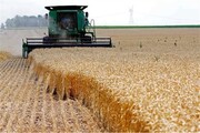 سطح سبز مزارع گندم زنجان ۱۰۰ درصد تحقق پیداکرده است