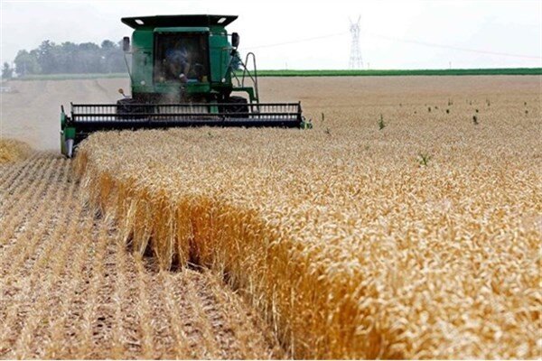 سطح سبز مزارع گندم زنجان ۱۰۰ درصد تحقق پیداکرده است