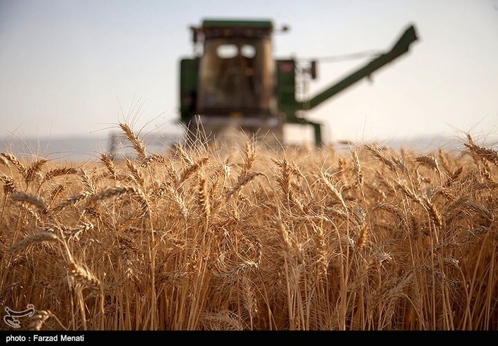  پیش بینی برداشت ۱۴ میلیون تن گندم در کشور