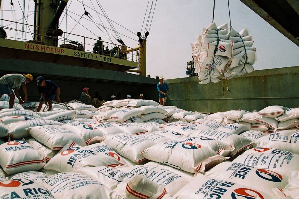 آنسوی واردات برنج| کشاورز نالان و دلال خندان