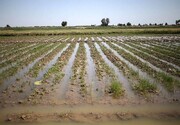 سیلاب به ۸۰۰ هکتار از اراضی کشاورزی کرمان خسارت وارد کرد