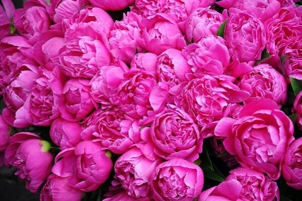 تولید بیش از ۳۲۰ تن گل محمدی در استان همدان