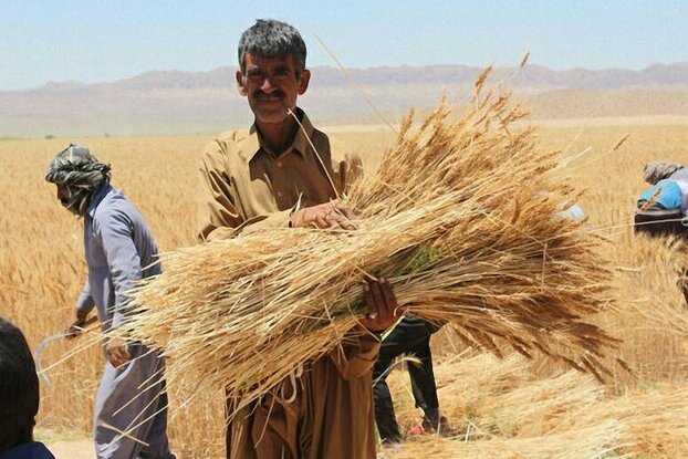 تولید گندم در استان ایلام ۲ برابر شده است