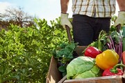 آگاهی پنج درصدی مردم از محصولات ارگانیک| گواهی ارگانیک را بررسی کنید!