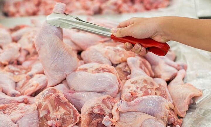  ۵۰۰ کیلو بال مرغ فاسد در نوشهر معدوم شد