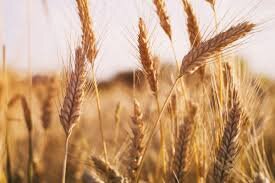 ۵۸ هزار هکتار از اراضی کشاورزی چهارمحال بختیاری به کشت گندم اختصاص یافت