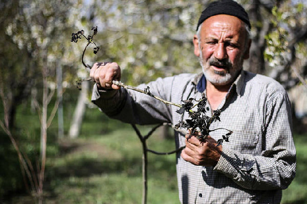 احتمال سرما زدگی محصولات کشاورزی در زنجان