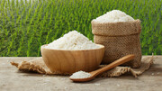 ۷۵۰ هزار تن برنج مرغوب در گیلان تولید و روانه بازار می شود