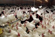 عوارض صادرات گوشت مرغ تا اول خرداد حذف شد