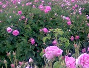 ۱۷۸ تن گل محمدی در استان البرز تولید شد