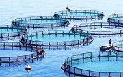 مزرعه‌ای در دریا| صنعت نوپای ماهی در قفس مازندران
