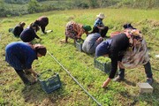 گیاهان دارویی در سطح ۲۵۲ هکتار از اراضی کشاورزی قزوین کشت شد