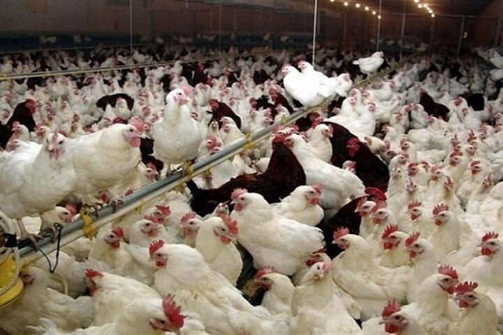 ۲۲۰ تن مرغ از مرغداران البرز خریداری شد/ مصرف خانگی گوشت مرغ کاهش نداشته است