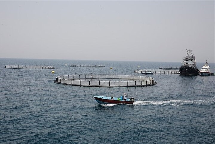 ۵۰ درصد بر تولیدات ماهی در قفس مازندران افزوده می‌شود