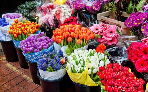 گلهایی که در باغ ماند| هزینه های بالای تولید و نبود گلخانه مدرن ایران را از بازارهای صادراتی دور کرد