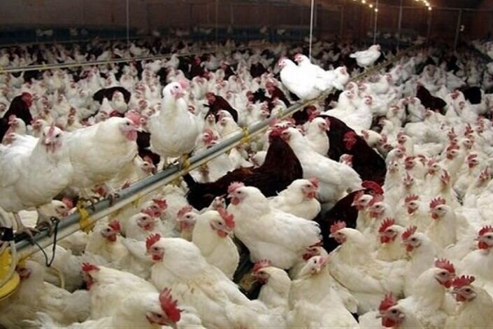 ۲۱۰ مرغداری در چهارمحال و بختیاری فعال است/ افزایش تولید گوشت مرغ