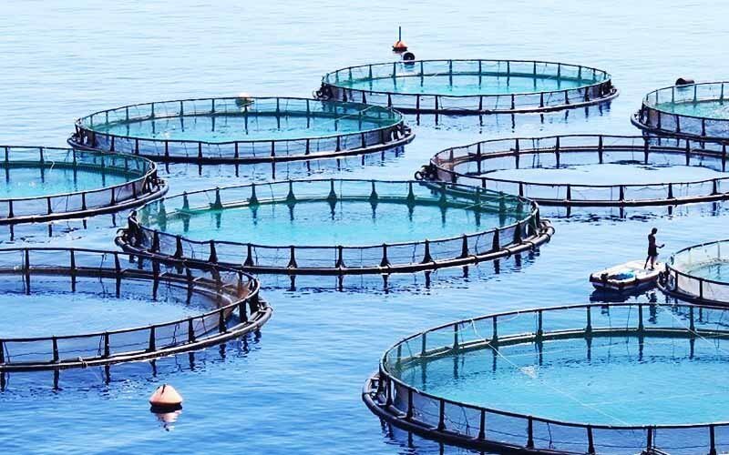 ظرفیت تولید ۷ هزار تن ماهی در قفس در سیستان و بلوچستان وجود دارد