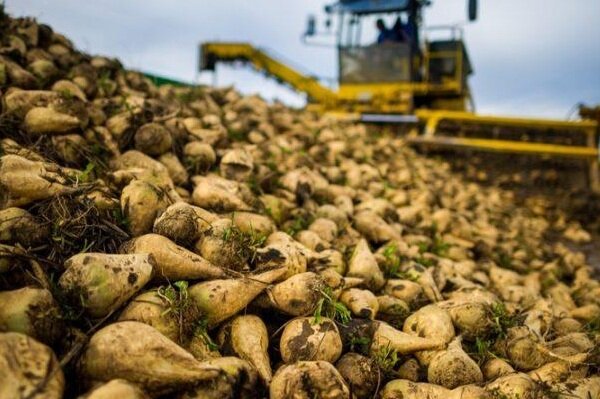 افزایش ۵۰ درصدی قیمت خرید چغندر از کشاورزان آذربایجان غربی