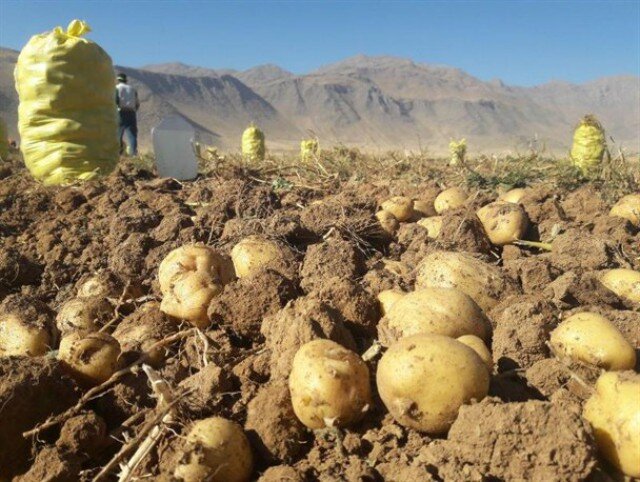 بارانداز سیب زمینی کشور آزمایشگاه صدور مجوز سلامت ندارد| تایید سلامت محصول همدان در مشهد