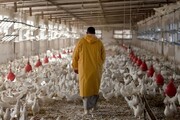 کاهش جوجه‌ریزی در کشور به افزایش قیمت مرغ منجر شده است