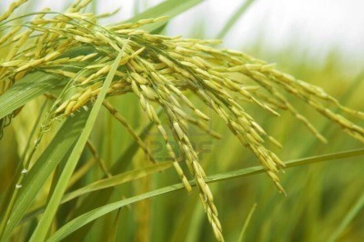 تاثیر بارش‌های بهاری بر افزایش سطح زیر کشت و تولید برنج 