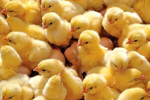 افزایش ۳۵ درصدی جوجه‌ریزی در مرغداری‌های خوزستان